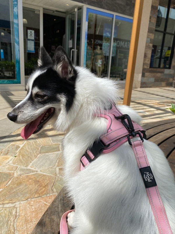 Adventure Series Dog Harness - Perfectly Pink