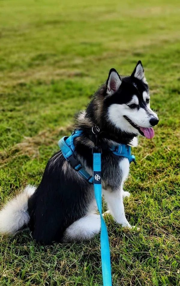 Adventure Series Combo Dog Harness and Leash  -  Bahama Blue