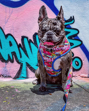 Dog Harness and Leash Set - Street Graffiti
