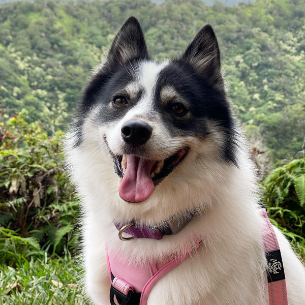 Adventure Series Combo Dog Harness and Leash  -  Perfectly Pink