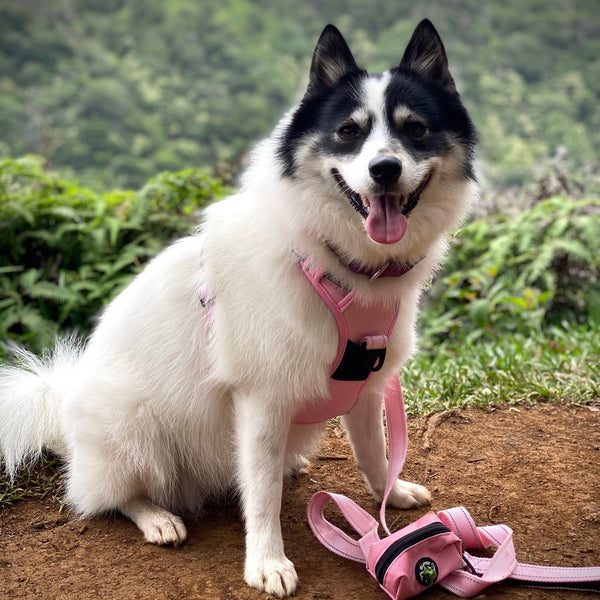 Adventure Series Combo Dog Harness and Leash  -  Perfectly Pink